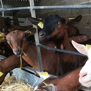 Visita a uma fazenda de cabras para comprar queijo direto direto do produtor. Fermé de chèvre pour acheter fromage directement du producteur. Marçai, Loire. #france, #loire, #cheflife #chevres, #chevre #chevrererie #fromagedechevre#terroir #eucomosimnointagram Visita a uma fazenda de cabras para comprar queijo direto direto do produtor. Fermé de chèvre pour acheter fromage directement du producteur. Marçai, Loire. #france, #loire, #cheflife #chevres, #chevre #chevrererie #fromagedechevre#terroir #eucomosimnointagram