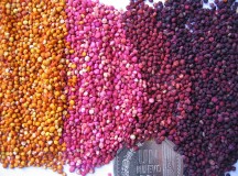 Dicas para uma quinoa perfeita