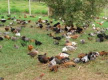 Porquê você só deveria comer ovos caipira