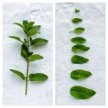 mint-leaves-collage-2